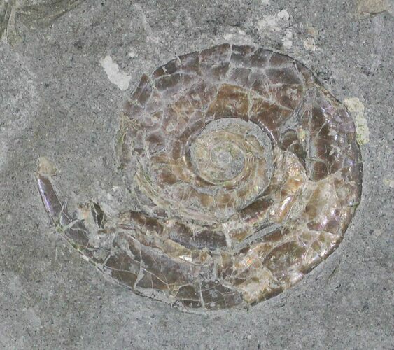 Iridescent Psiloceras Ammonite - Great Britain #1080
